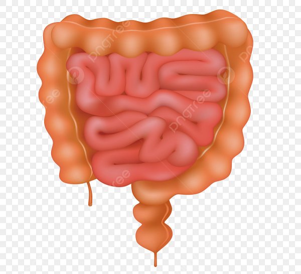 Рисунок кишечника и толстой кишки