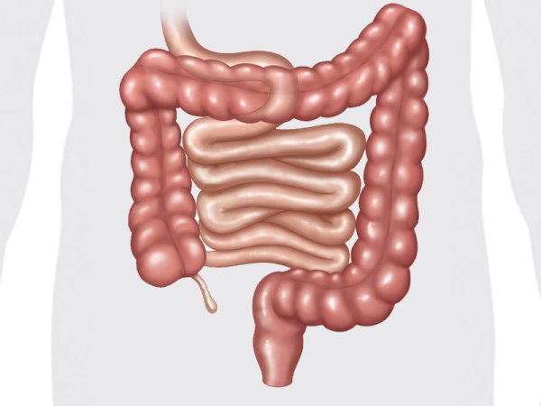 Кишечник человека чб