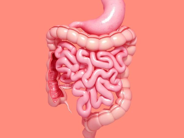 Тонкий кишечник ребенка анатомия