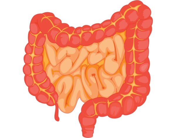 Анатомия кишечника человека