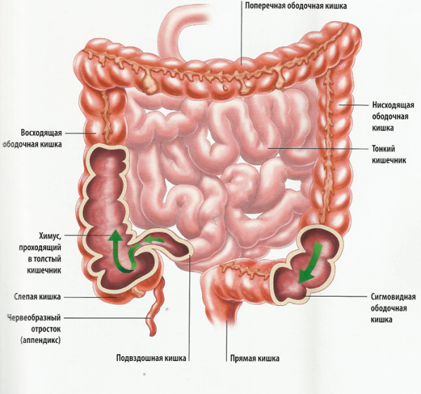 Кишечник тонкая кишка рисунок