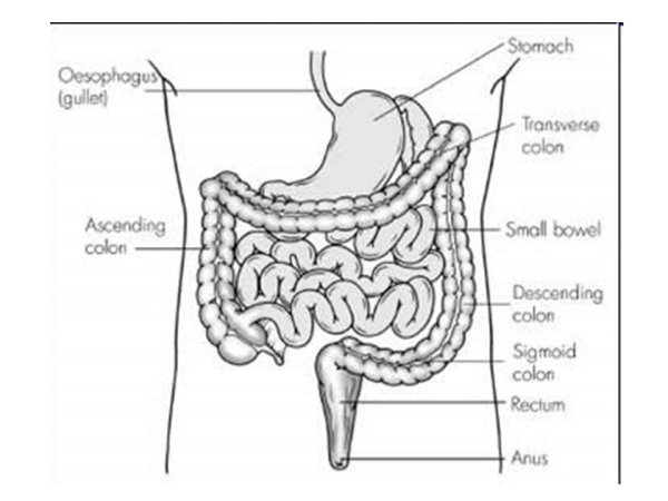 Кишечник рисунок