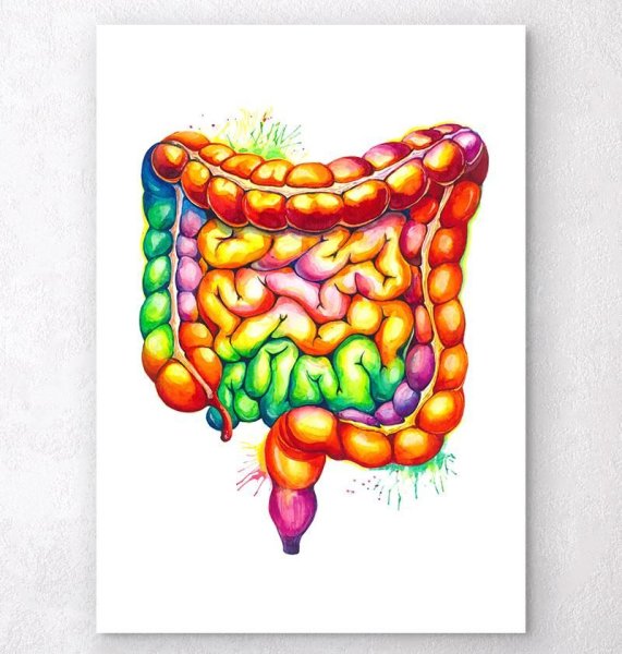 Строение Толстого кишечника человека схема