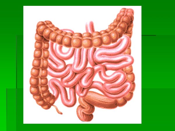 Толстый кишечник анатомия