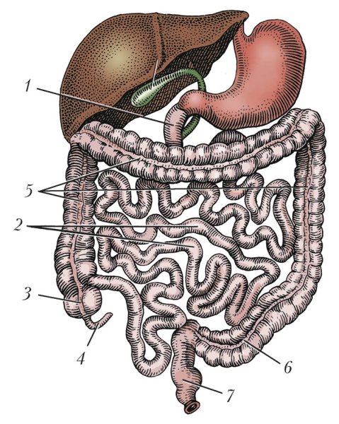 Желудок и кишечник