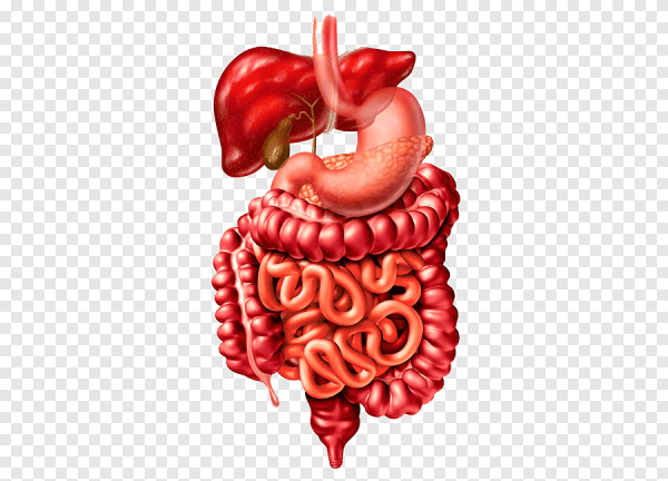 Микробиом кишечника