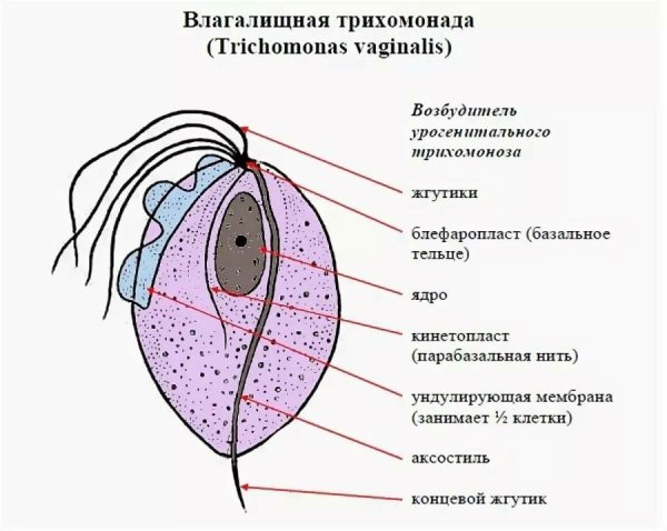 Схема строения трихомонады