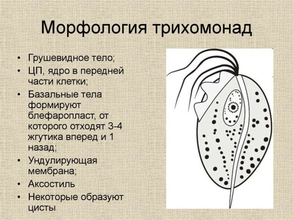 Трихомонада морфология