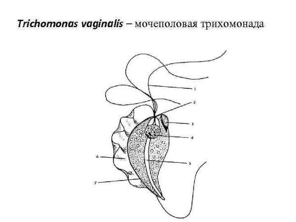 Мочеполовая трихомонада строение
