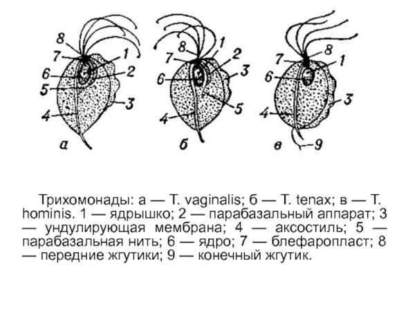 Трихомонада одноклеточное