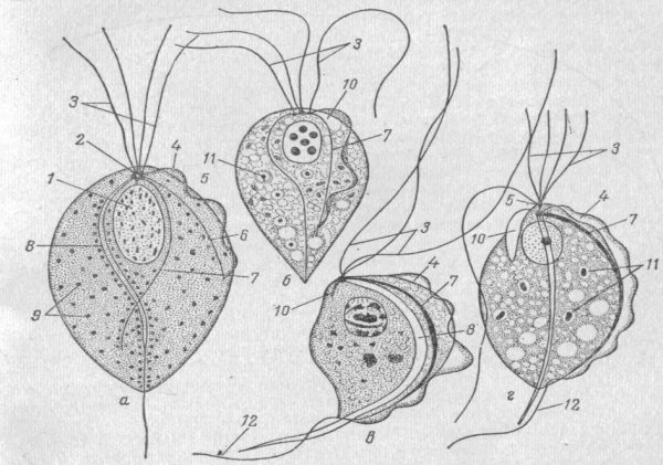 Схема строения трихомонады