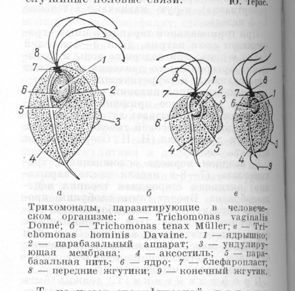 Лямблия лейшмания трихомонада