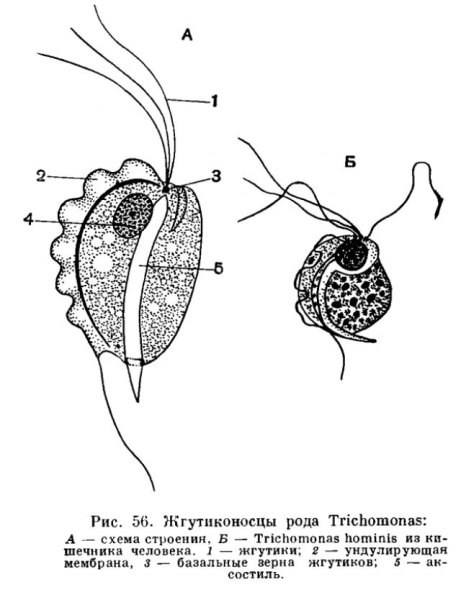 Урогенитальная трихомонада строение