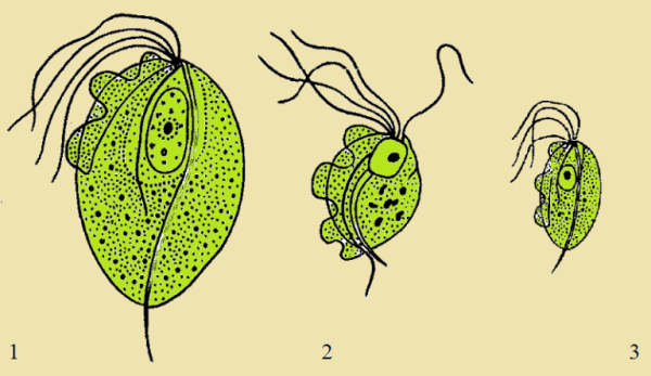 Трихомониаз влагалищная трихомонада