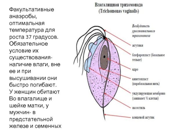 Трихомонада вагиналис строение