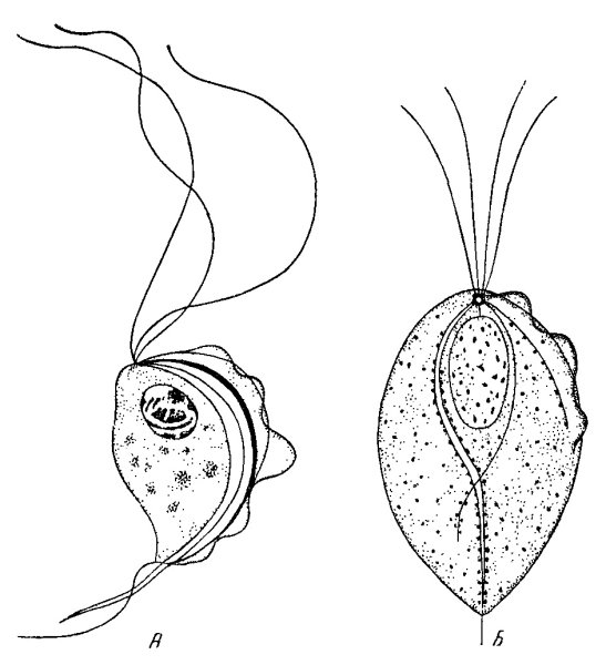 Урогенитальная трихомонада строение