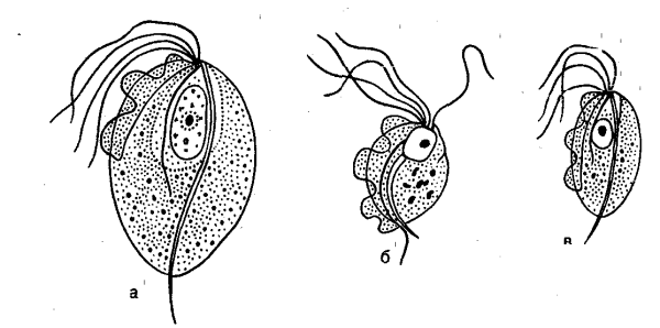 Урогенитальная трихомонада строение