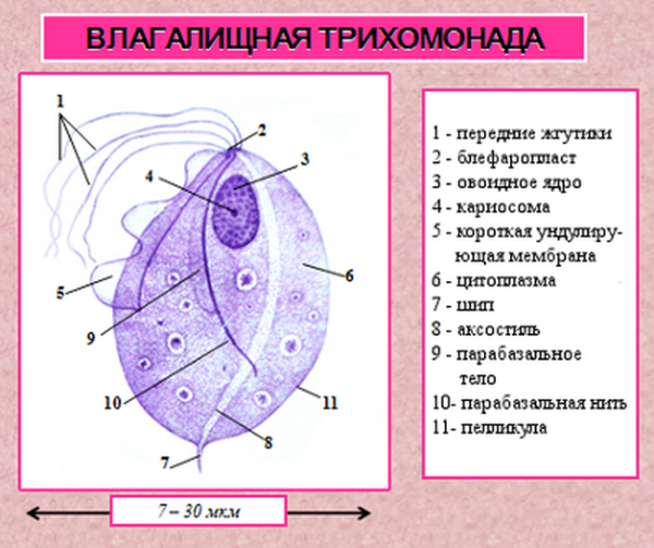 Трихомонада урогенитальная вегетативная форма
