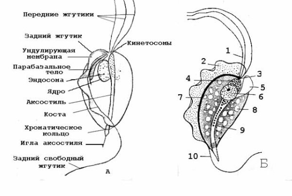 Трихомонада вагиналис строение