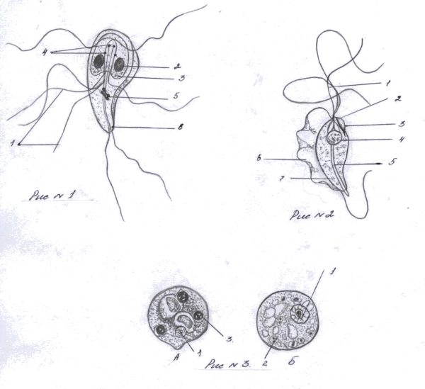 Trichomonas Tenax строение