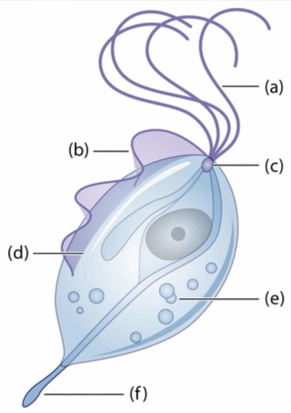 Ротовая трихомонада строение
