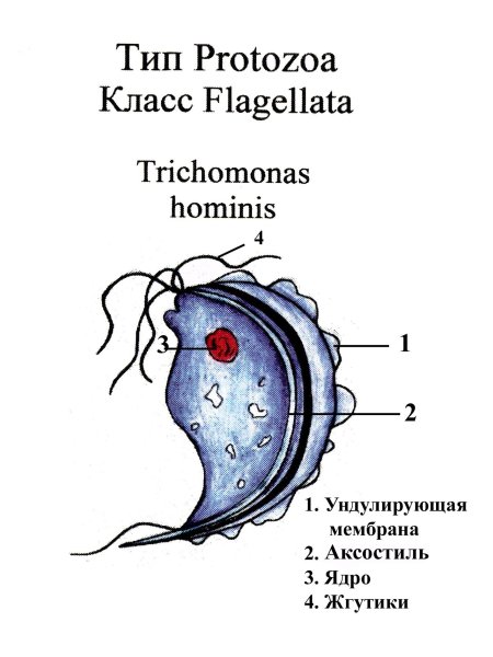 Влагалищная трихомонада строение