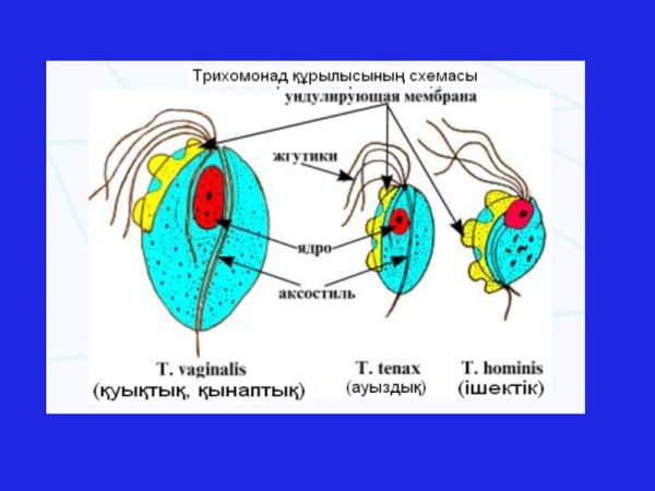 Трихомонада одноклеточное