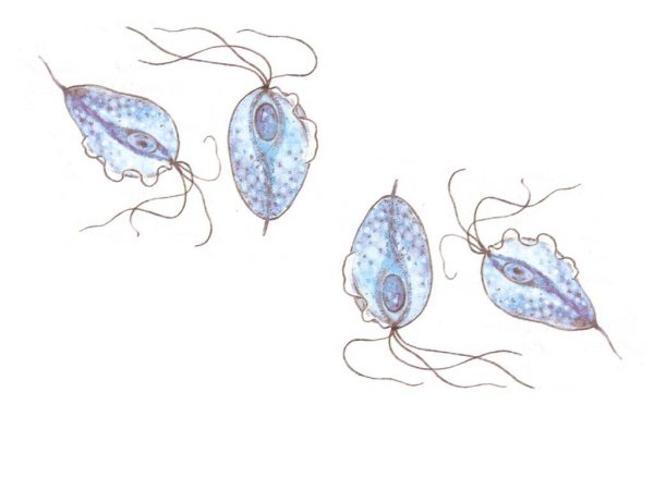 Трипаносома вагиналис