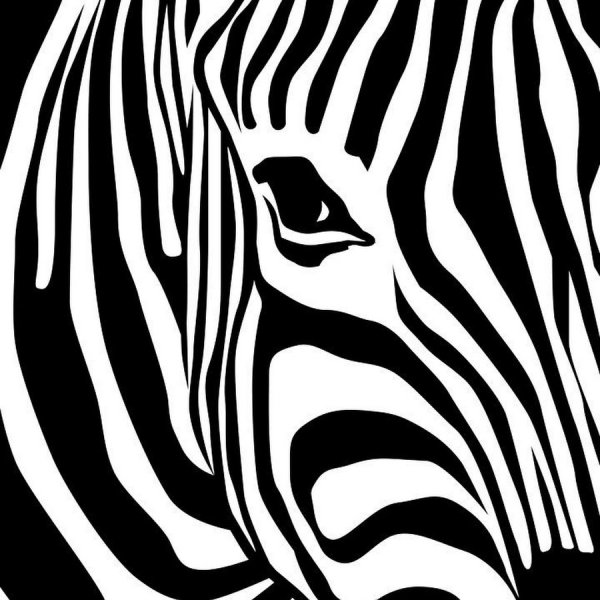 Картина Зебра черно белая