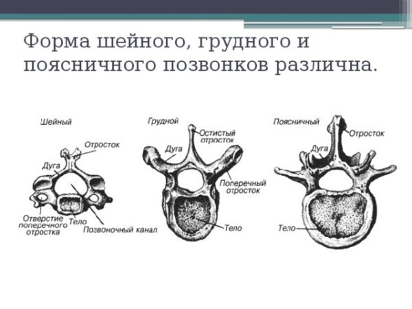 Строение позвонка человека схема