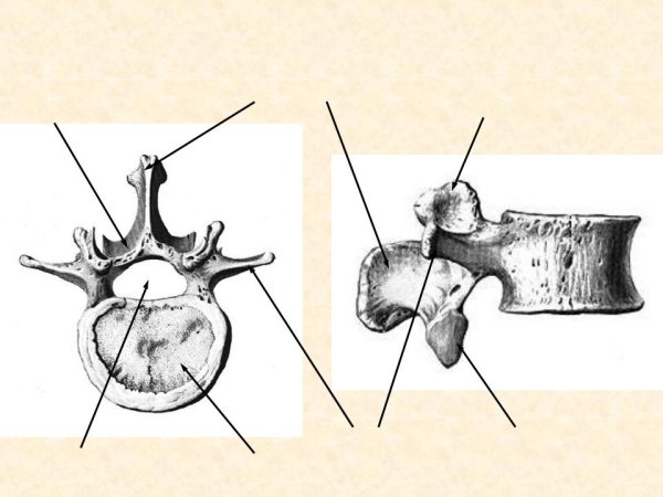 Поясничный позвонок строение сбоку