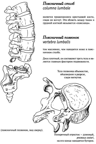 Поясничный позвонок анатомия рисунок