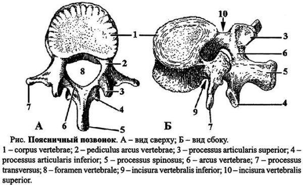 Поясничный позвонок вид сбоку и сверху