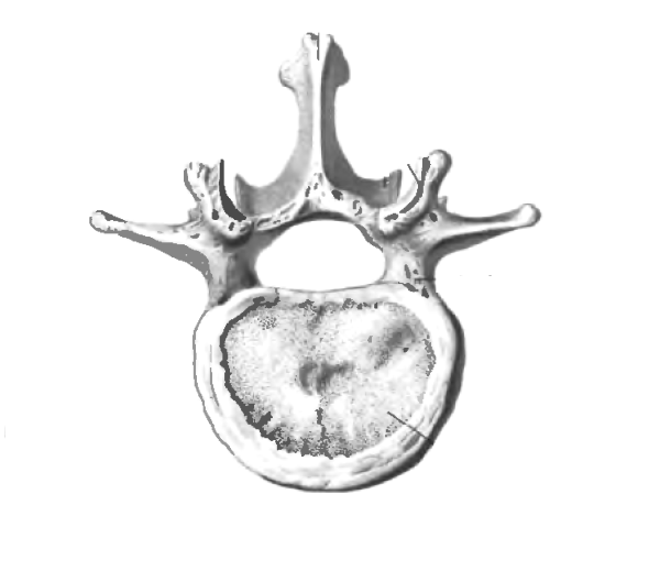 Поясничный позвонок вид сбоку