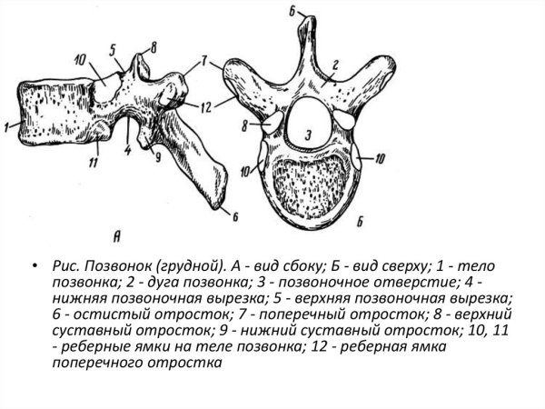 Строение грудного позвонка вид сбоку и сверху