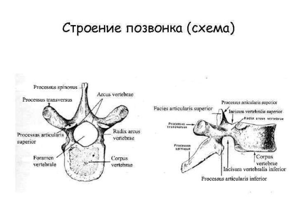 Поясничный позвонок вид сбоку и сверху