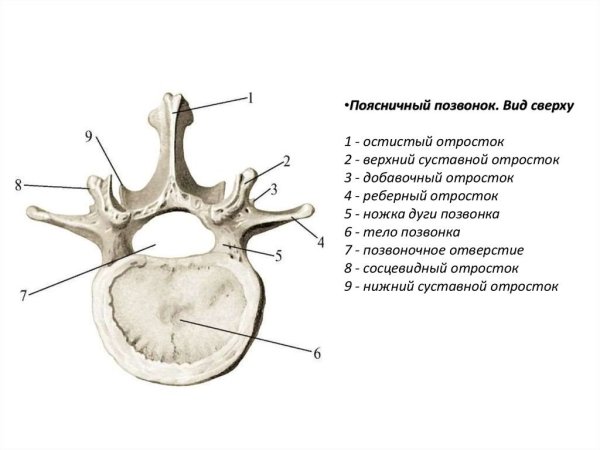 Сосцевидный отросток поясничного позвонка