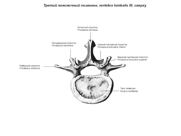 Шейный грудной поясничный
