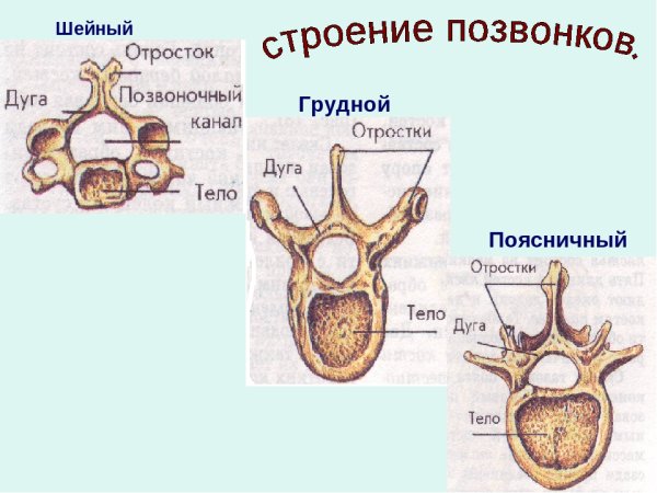 Строение поясничного позвонка человека вид сбоку