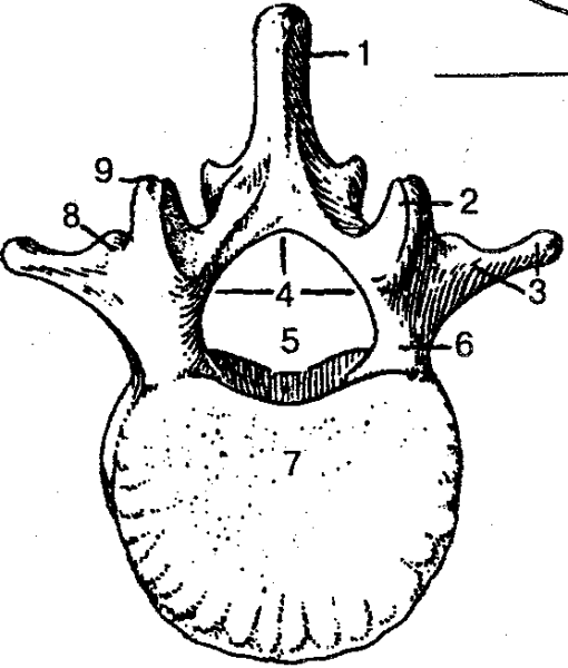 Поясничный позвонок кость анатомия