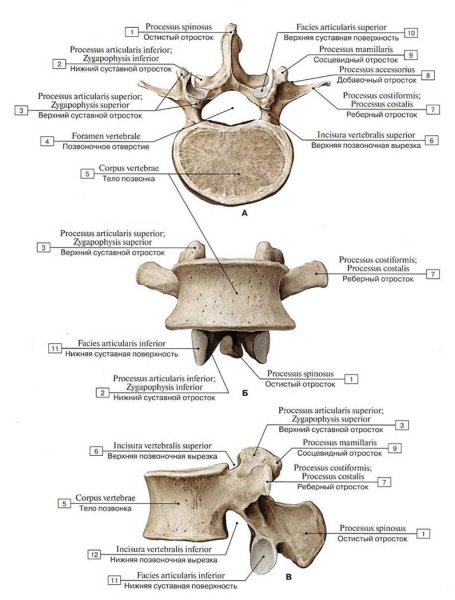 Поясничный позвонок анатомия без подписей
