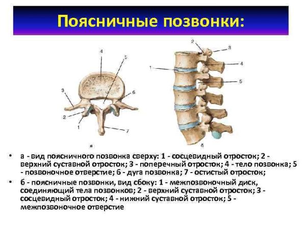 Строение грудного позвонка рисунок