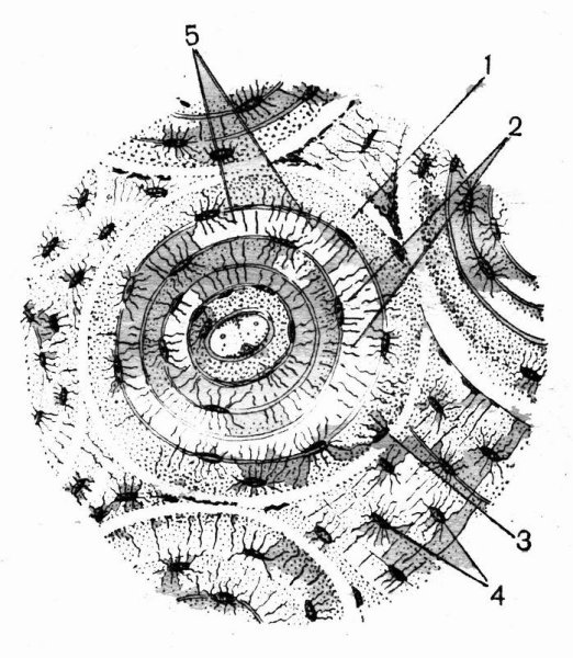 Рис поперечный срез кости