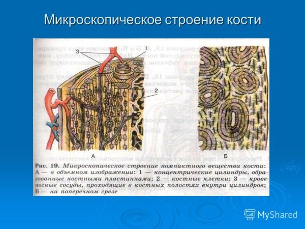 Строение костной ткани биология 8 класс