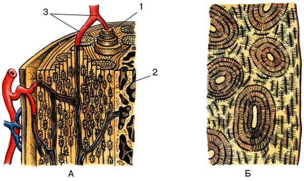 Строение компактного вещества кости на поперечном срезе