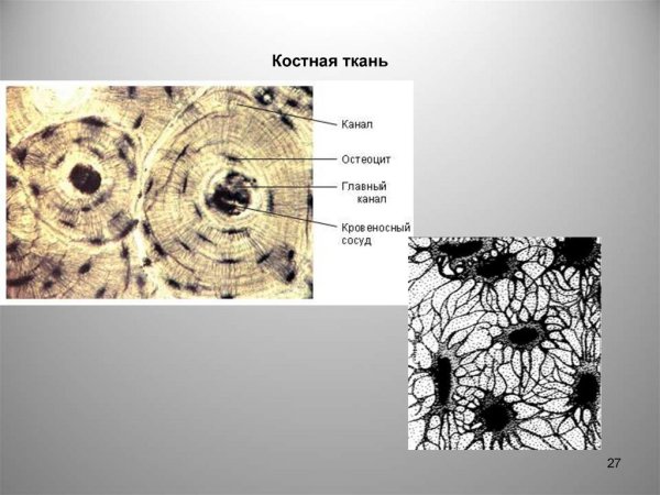 Соединительная ткань костная Остеон