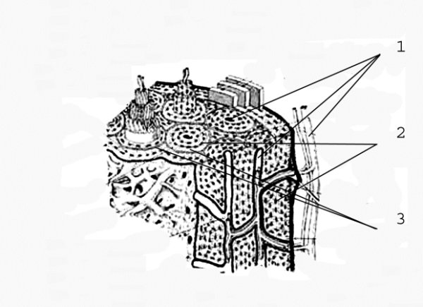 Микроскопическое строение компактного вещества кости