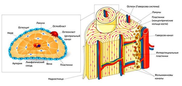Соединительная ткань костная ткань рисунок