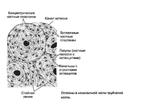 Пластинчатая костная ткань Остеон