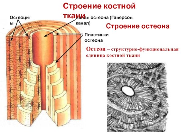 Пластинчатая костная ткань поперечный срез